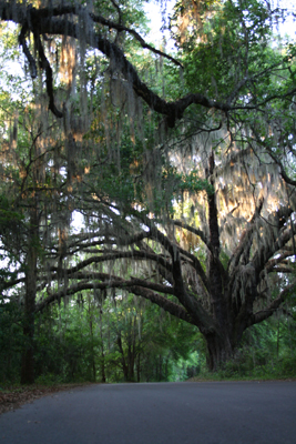 Road in The Palms Gainesville Palms Road